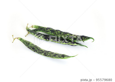 アキシマササゲ 95579680