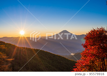 (山梨県)紅葉が美しい櫛形山から望む、富士山・日の出 (山梨県)紅葉が美しい櫛形山から望む、富士山・日の出 95579916