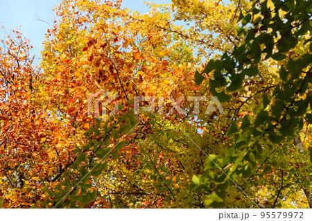 色鮮やかな紅葉の木々 95579972