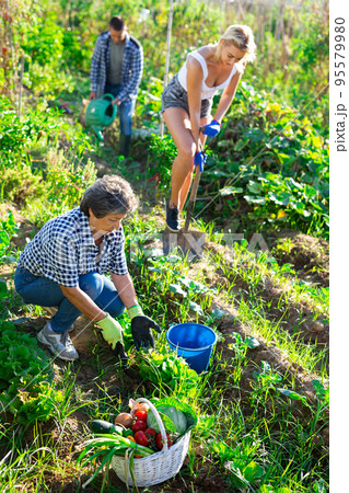 Elderly vegetable grower woman working in home garden 95579980