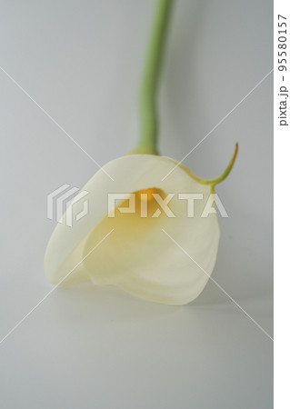 カラーリリーの花粉電子顕微鏡写真（被写体） 95580157