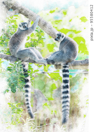 動物園のワオキツネザル 95580412