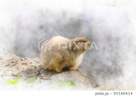 動物園のオグロプレーリードッグ 動物園のオグロプレーリードッグ 95580414