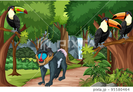 Toucan birds and mandrill monkey in the forest scene 95580464