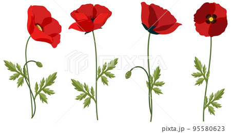 Set of poppy flowers on white background Set of poppy flowers on white background 95580623