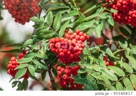 A bunch of red rowan in autumn leaves. A bunch of red rowan in autumn leaves. 95580817