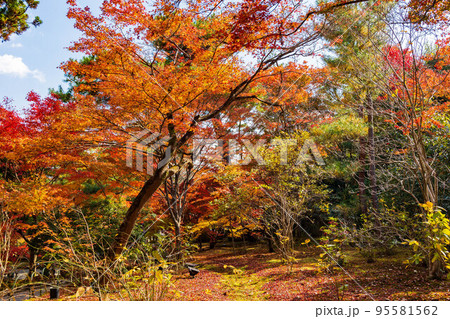 京都嵯峨嵐山の秋 紅葉の宝厳院 獅子吼の庭 京都嵯峨嵐山の秋 紅葉の宝厳院 獅子吼の庭 95581562