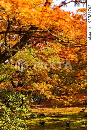京都嵯峨嵐山の秋　紅葉の宝厳院　獅子吼の庭 95581705