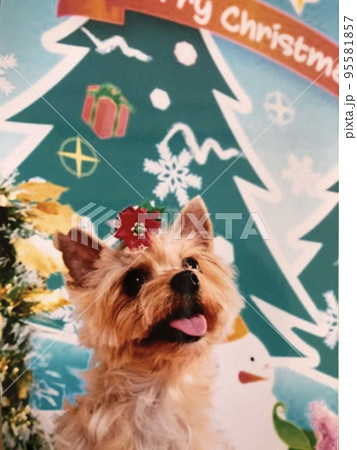 愛犬のヨーキーにもクリスマスシーズン始まる 95581857