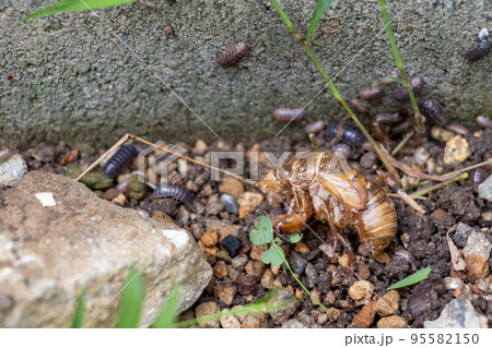 セミの抜け殻とたくさんのダンゴムシ セミの抜け殻とたくさんのダンゴムシ 95582150