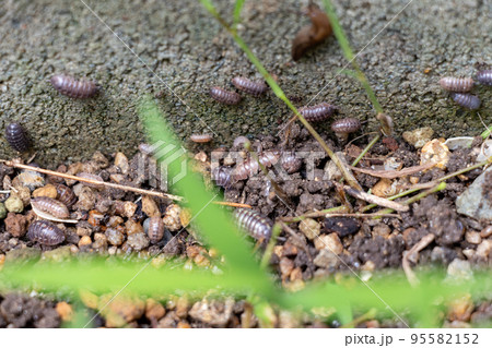 コンクリートの壁のそばに集まる大量のダンゴムシ 95582152