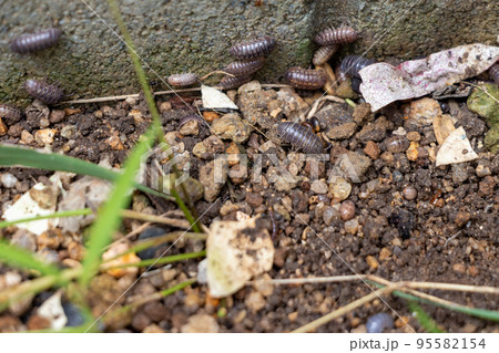 湿った土の上にたくさんのダンゴムシ 95582154