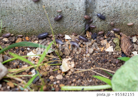 湿った土の上にたくさんのダンゴムシ 95582155