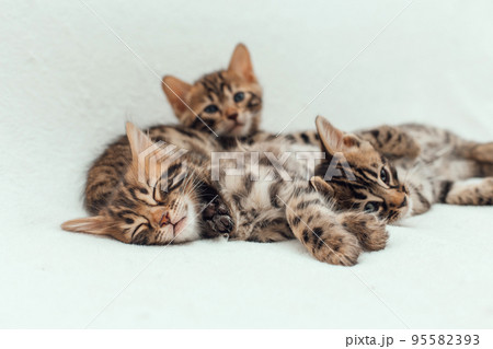 Three cute bengal kittens laying on a furry white blanket. Three cute bengal kittens laying on a furry white blanket. 95582393