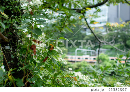 牛込濠とJR線路/東京都新宿区 牛込濠とJR線路/東京都新宿区 95582397