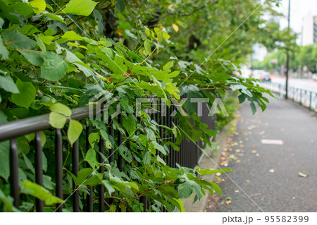 外堀通り／東京都新宿区 95582399