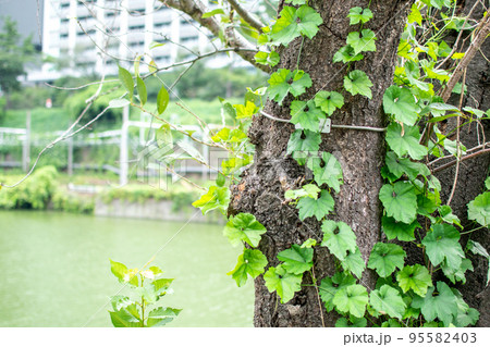 牛込濠とJR線路／東京都新宿区 95582403