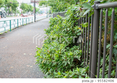 外堀通り/東京都新宿区 外堀通り/東京都新宿区 95582406