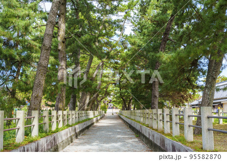 法隆寺　南大門へ向かう長い参道の松林 95582870