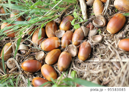 地面に落下した小楢(コナラ)の実 地面に落下した小楢(コナラ)の実 95583085