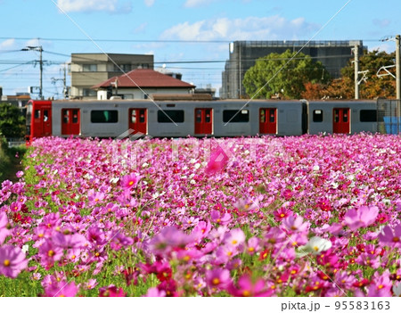 満開のコスモス畑を走る電車 満開のコスモス畑を走る電車 95583163