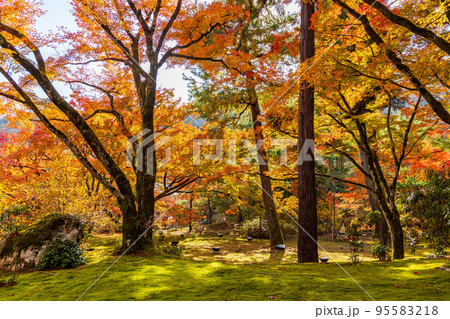 京都嵯峨嵐山の秋　紅葉の宝厳院　獅子吼の庭 95583218