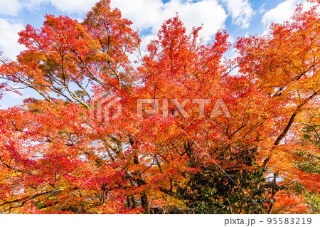 京都嵯峨嵐山の秋　紅葉の宝厳院　獅子吼の庭 95583219