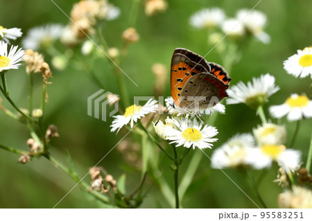 ヒメジョオンの花の上で蜜を吸ったり休んだりしているベニシジミ ヒメジョオンの花の上で蜜を吸ったり休んだりしているベニシジミ 95583251