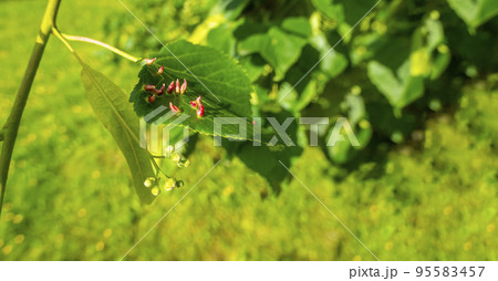 Lime nail gall caused by red nail gall mite Eriophyes tiliae on the leaves of common lime. Lime nail gall caused by red nail gall mite Eriophyes tiliae on the leaves of common lime. 95583457
