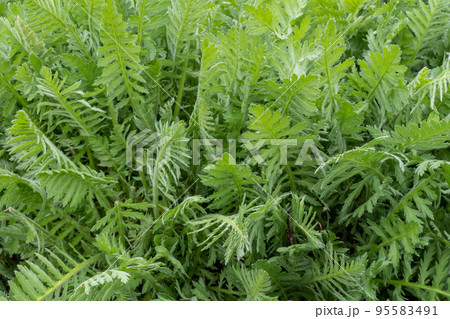 Green leaves of achillea filipendula in the spring. Medicinal plants in the garden Green leaves of achillea filipendula in the spring. Medicinal plants in the garden 95583491