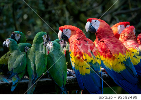 Group of Ara parrots, Red parrot Scarlet Macaw, Ara macao and military macaw (ara militaris) Group of Ara parrots, Red parrot Scarlet Macaw, Ara macao and military macaw (ara militaris) 95583499
