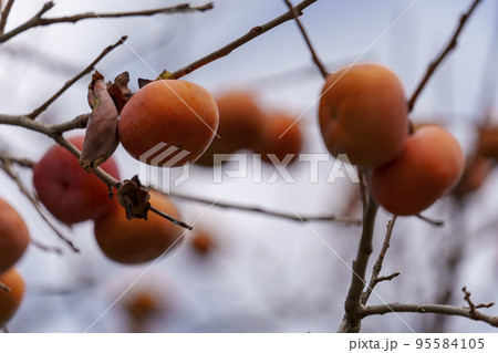 たわわに実った柿【奈良県生駒郡斑鳩町】 たわわに実った柿【奈良県生駒郡斑鳩町】 95584105