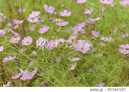 コスモス畑に咲く満開のコスモス【奈良県生駒郡斑鳩町】 95584107