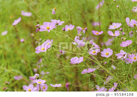 コスモス畑に咲く満開のコスモス【奈良県生駒郡斑鳩町】 95584108