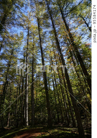 森のイメージ 95584174