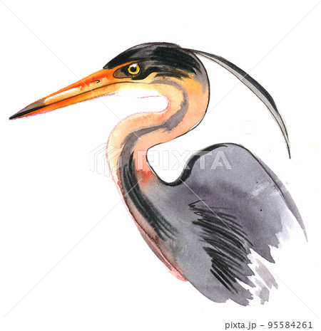 Heron bird. Ink and watercolor drawing Heron bird. Ink and watercolor drawing 95584261