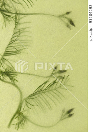 和紙と花(ルコウソウ)の背景素材 和紙と花(ルコウソウ)の背景素材 95584292