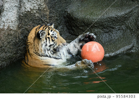 ボールで遊ぶアムールトラの子 95584303