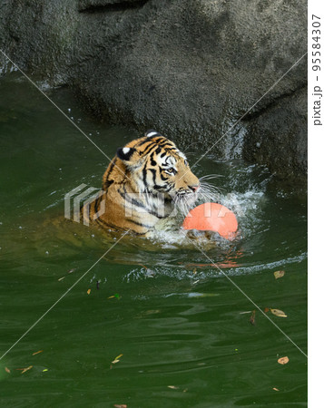 ボールを守るアムールトラの子 95584307