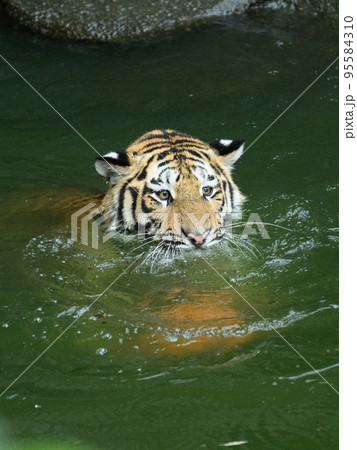 泳いでボールを運ぶアムールトラの子 95584310