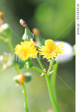 野芥子（ノゲシ）の花 95584416