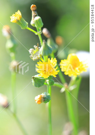 野芥子（ノゲシ）の花 95584418