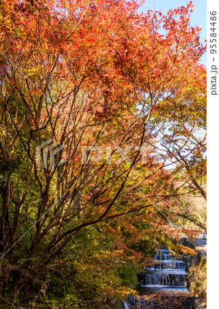 奥湯河原の紅葉 95584486