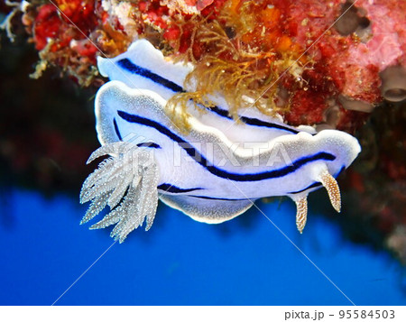 ミゾレウミウシ 95584503