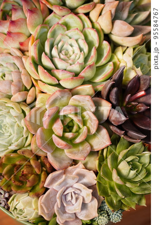 多肉植物の寄せ植えされたカラフルな鉢植え 多肉植物の寄せ植えされたカラフルな鉢植え 95584767