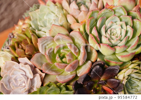 多肉植物の寄せ植えされたカラフルな鉢植え 95584772