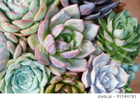 多肉植物の寄せ植えされたカラフルな鉢植え 95584781