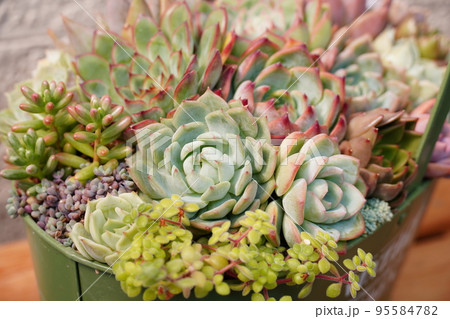 多肉植物の寄せ植えされたカラフルな鉢植え 95584782