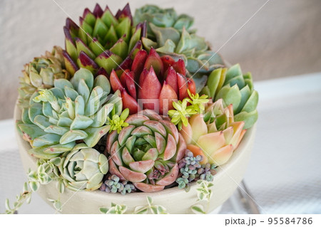 多肉植物の寄せ植えされたカラフルな鉢植え 95584786