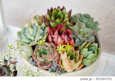 多肉植物の寄せ植えされたカラフルな鉢植え 95584791